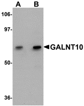 Antibody product image